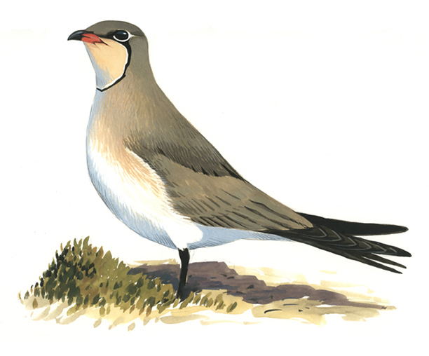 Canastera Glareola pratincola