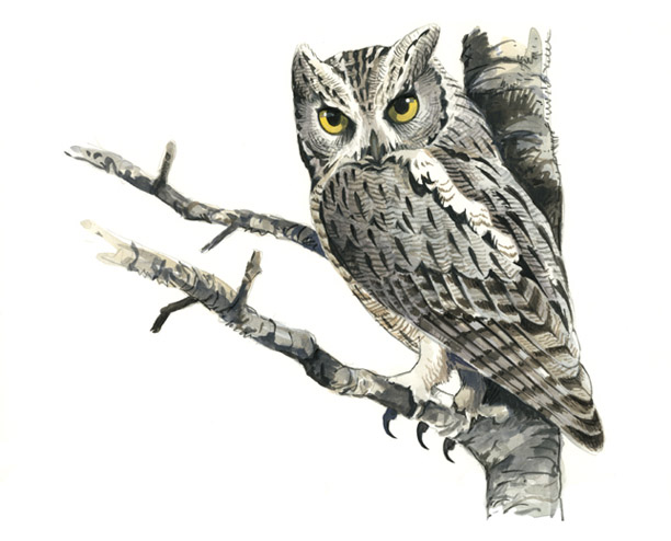 autillo