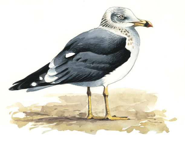 gaviota sombria